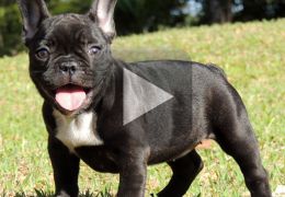 Bulldog estranha cachorro feito de cerâmica