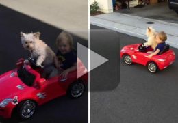 Cachorro leva criança para passear em carrinho de brinquedo