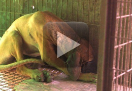 Vídeo emocionante mostra primeira caminhada de cão na grama