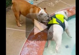 Mãe Bulldog impede filho de nadar na piscina