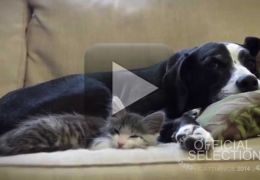 Vídeo retrata amizade entre um gato adotado e um cachorro