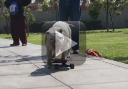 Cachorro Skatista entre no Livro dos Recordes