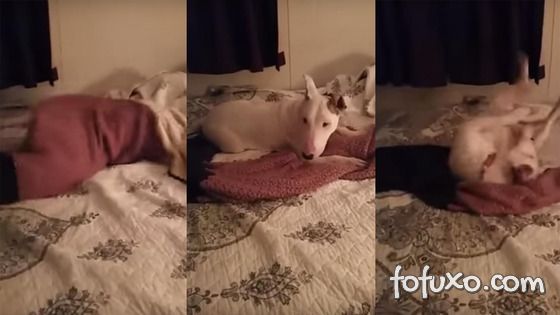 Confira a reação incrível deste cão ao experimentar uma cama pela primeira vez
