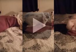 Confira a reação incrível deste cão ao experimentar uma cama pela primeira vez