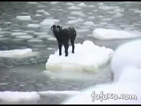 Confira vídeo que mostra cão sendo resgatado de pedaço de gelo