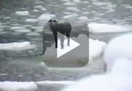 Confira vídeo que mostra cão sendo resgatado de pedaço de gelo