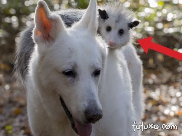 Imagens mostra cachorro que adotou um gambá