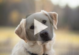 Labrador arranja maneira inusitada de descer as escadas