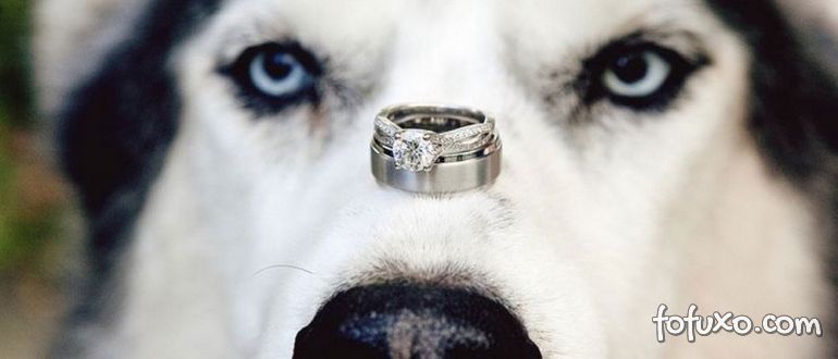 Homem pede namorada em casamento através de um cachorro