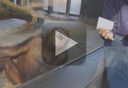 Assista a incrível reação de um macaco quando ele vê um truque de mágica