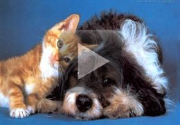 Gato brinca com cachorro neste vídeo fofuxos