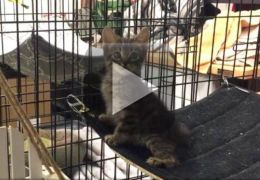 Comunidade se mobiliza para salvar gato preso em encanamento