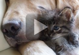 Vídeo mostra gato apresentando filhotes para cão