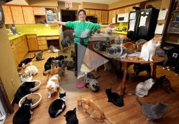 Saiba como é viver em uma casa com 1100 gatos