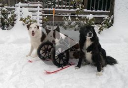Cachorro ganha cadeira de todas para brincar na neve