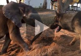 Vídeo conta história de cachorro que ajudou bebê elefante