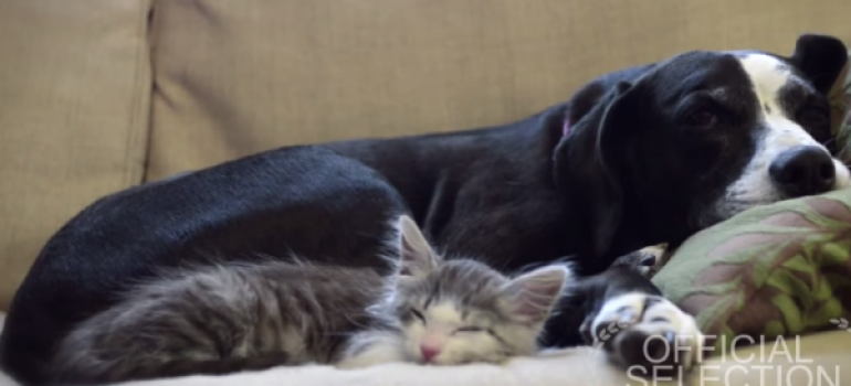Vídeo mostra uma cadela que ama gatos