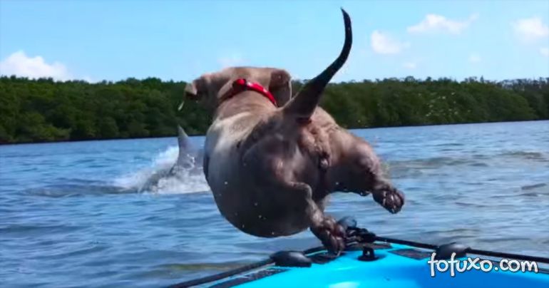 Cadela pula na água para pegar o golfinho