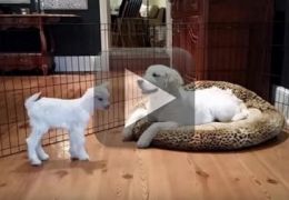 Vídeo mostra amizade entre cachorro e cabra bebê