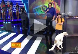 Cachorro deixa uma pequena “surpresa” no palco do Faustão
