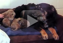 Cadela adota filhotes de guepardo órfãos