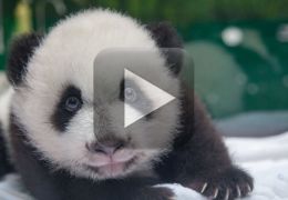 Panda posa para selfie e brinca com tratador