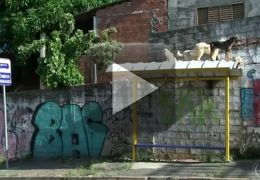 Reportagem curiosa mostra encontro de cães em cima de ponto de ônibus