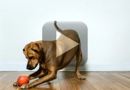 Vídeo mostra uma bola inteligente para brincar com cães e gatos