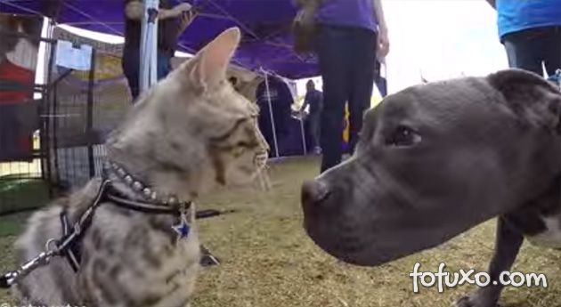 Vídeo mostra gato conhecendo 50 cães diferentes