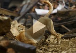 Imagens mostram resgate de cão dos escombros do terremoto no Equador