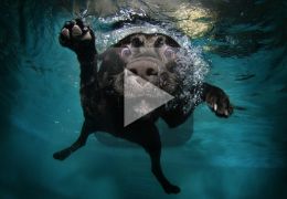 Cão atrapalhado cai de cara na piscina