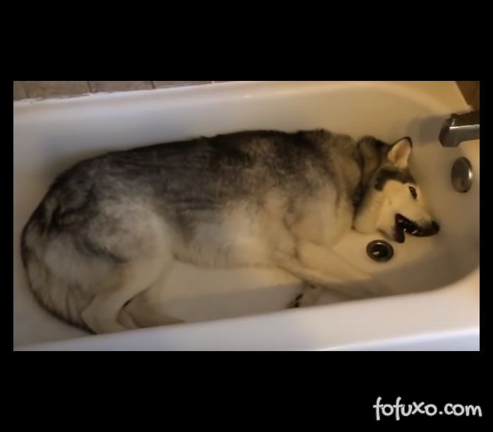 Husky não quer sair de dentro da banheira