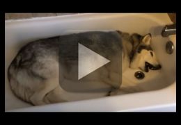Husky não quer sair de dentro da banheira