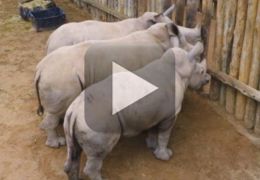 Filhotes De Rinocerontes choram quando o leite acaba