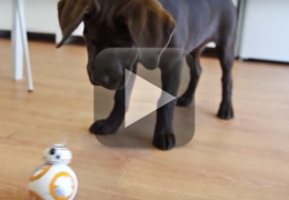 Cachorro brincando com um BB-8