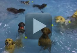 Cachorro não se diverte em festa da piscina