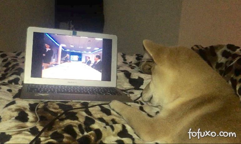 Cachorro faz sucesso na web sendo viciado em Netflix