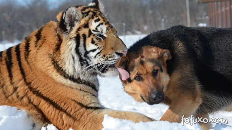 Vídeo mostra imagens de amizade entre cachorro e tigre