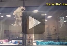 Gato escapa de vitrine para brincar com cachorrinho