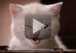 Vídeo narra dia da maldade de gato