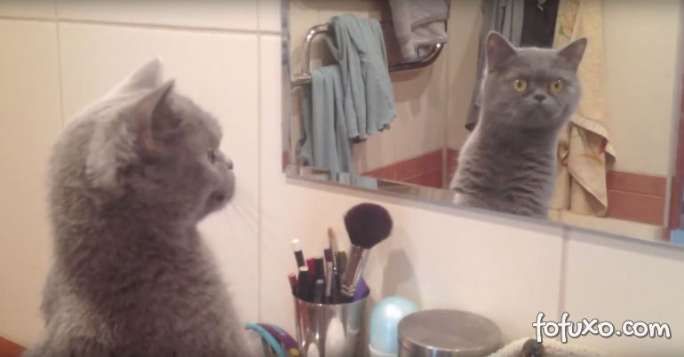 Vídeo mostra a relação complexa entre gatos e espelhos