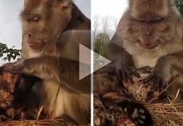 Macaco faz massagem no gato