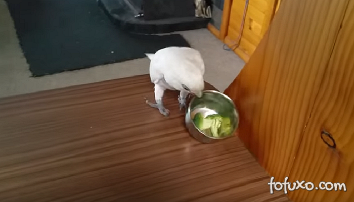 Vídeo mostra papagaio e sua relação com o brócolis