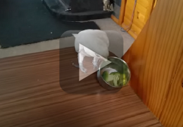 Vídeo mostra papagaio e sua relação com o brócolis