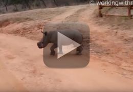 Conheça o filhote de rinoceronte que atende pelo nome