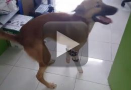 Vídeo mostra alegria de cão que volta a caminhar