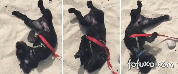 Cachorro faz festa ao chegar nas areias da praia