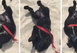 Cachorro faz festa ao chegar nas areias da praia