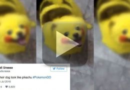 Vídeo mostra cachorro pintado de Pikachu