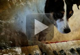 Documentário discute dor e perda de animais de estimação